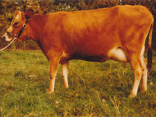 Jersey